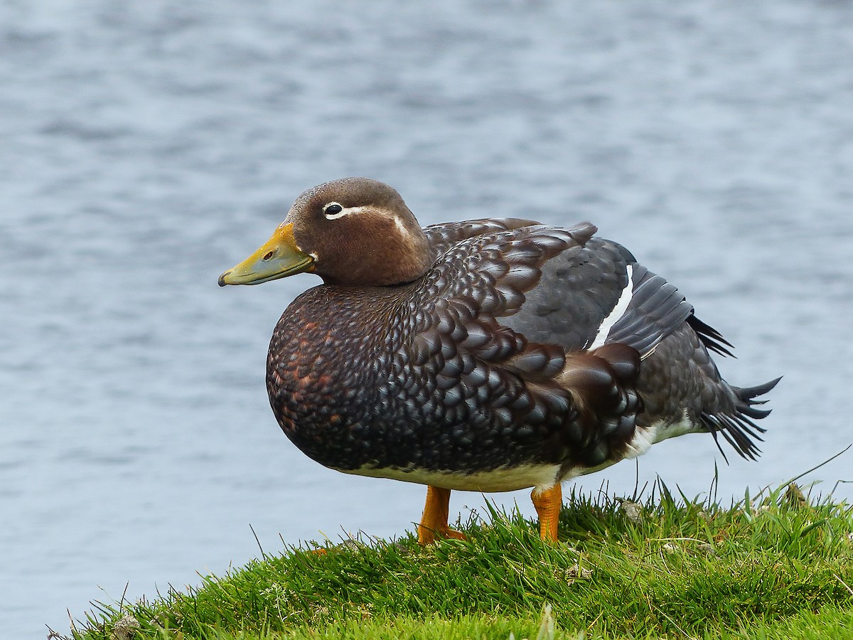 Flying Steamer-Duck - ML474125691