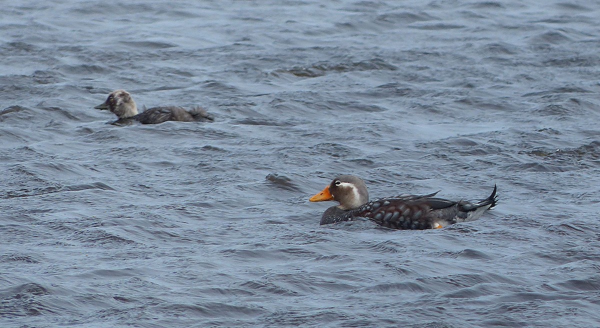 Flying Steamer-Duck - Sharon Kennedy