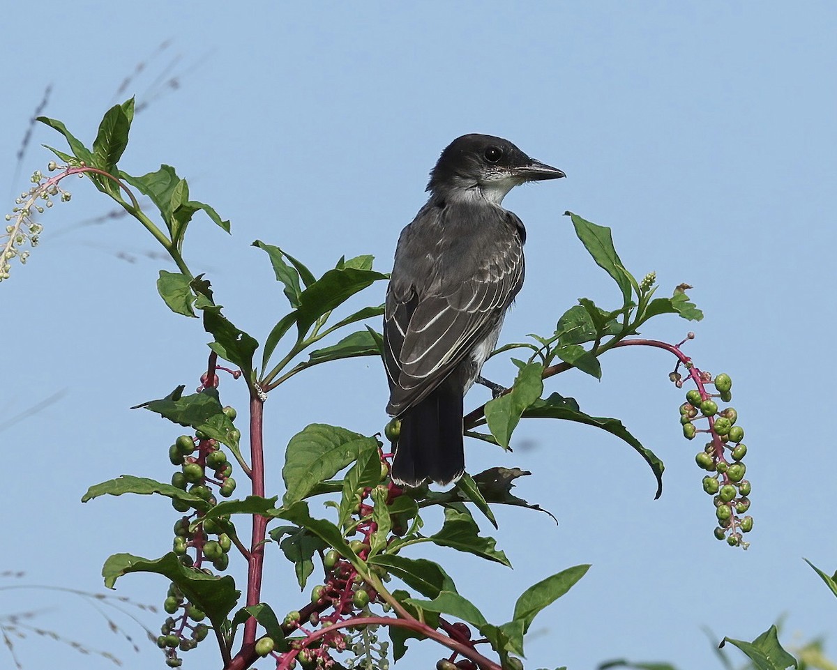 Eastern Kingbird - ML474127671