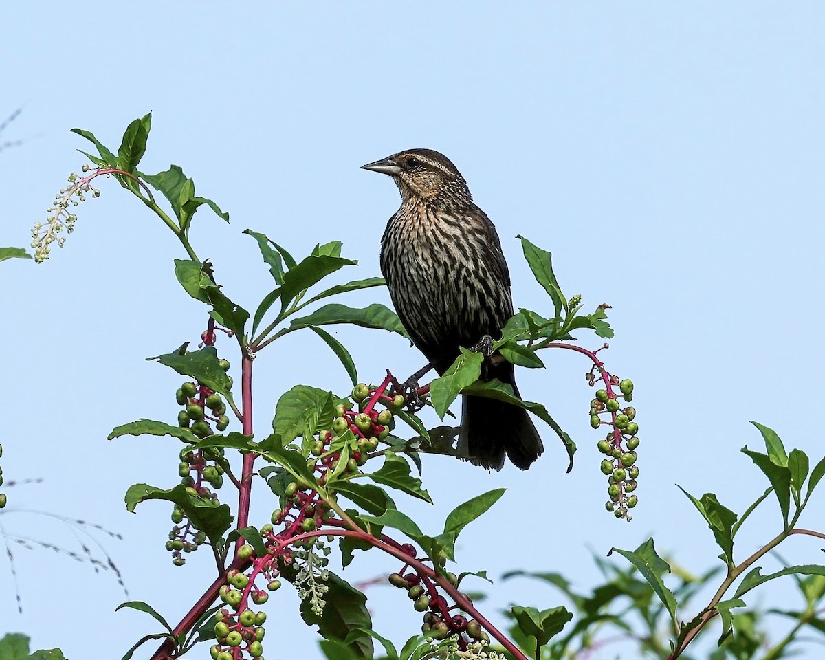 Red-winged Blackbird - ML474127711