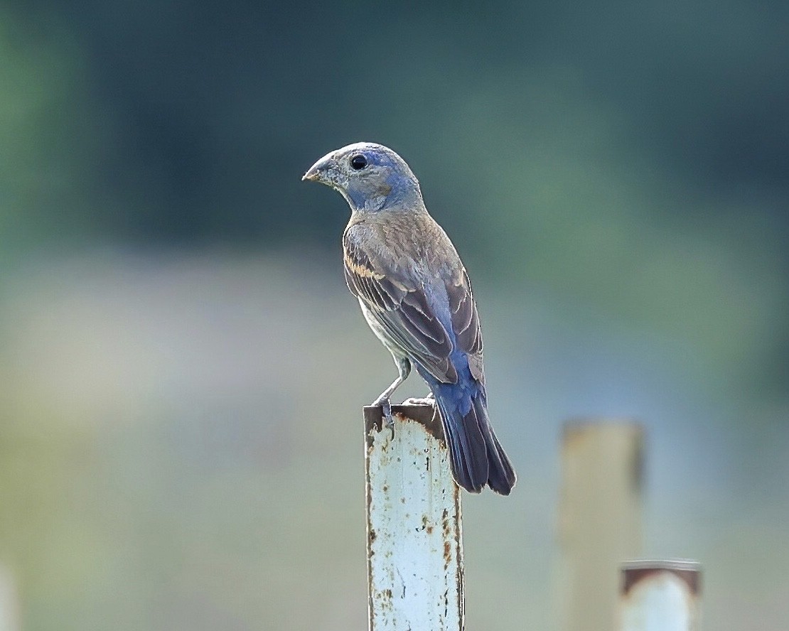 Blue Grosbeak - ML474127721