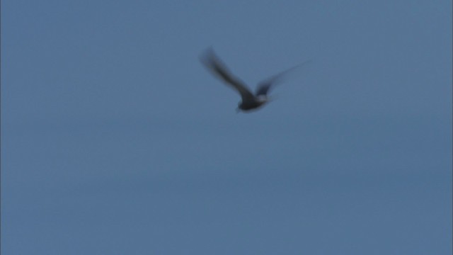 Aleutian Tern - ML474129