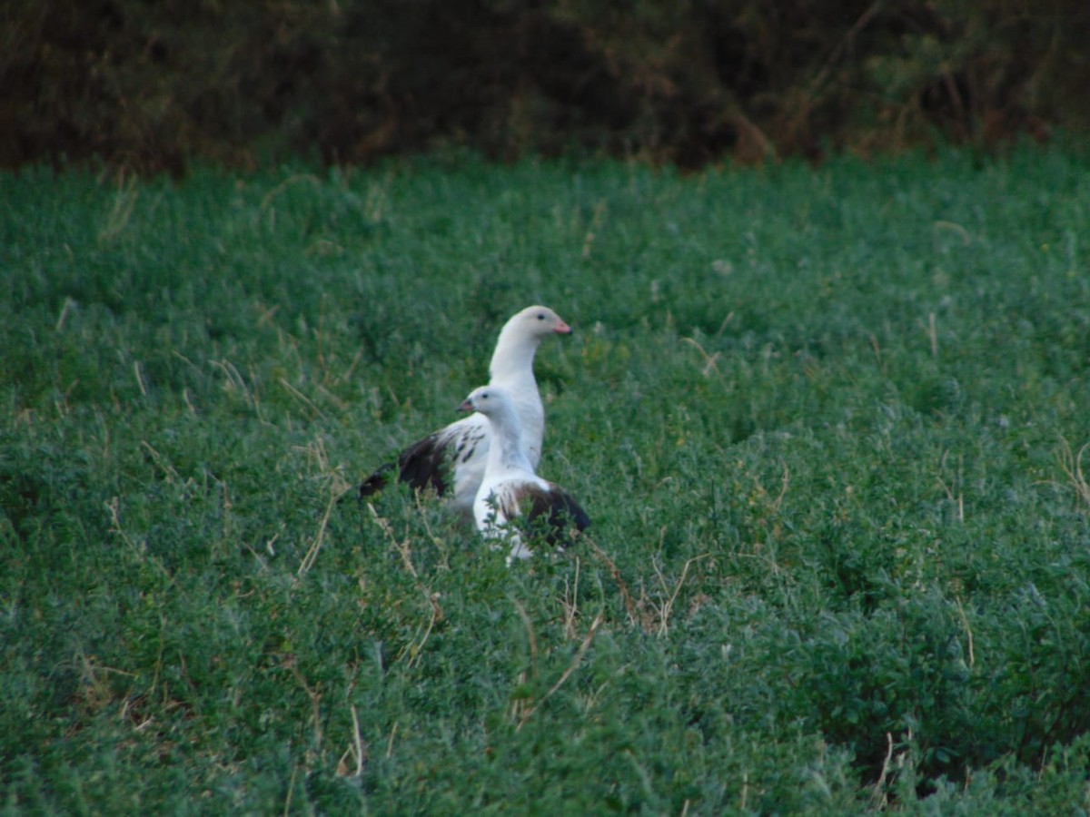 Andean Goose - ML474129621