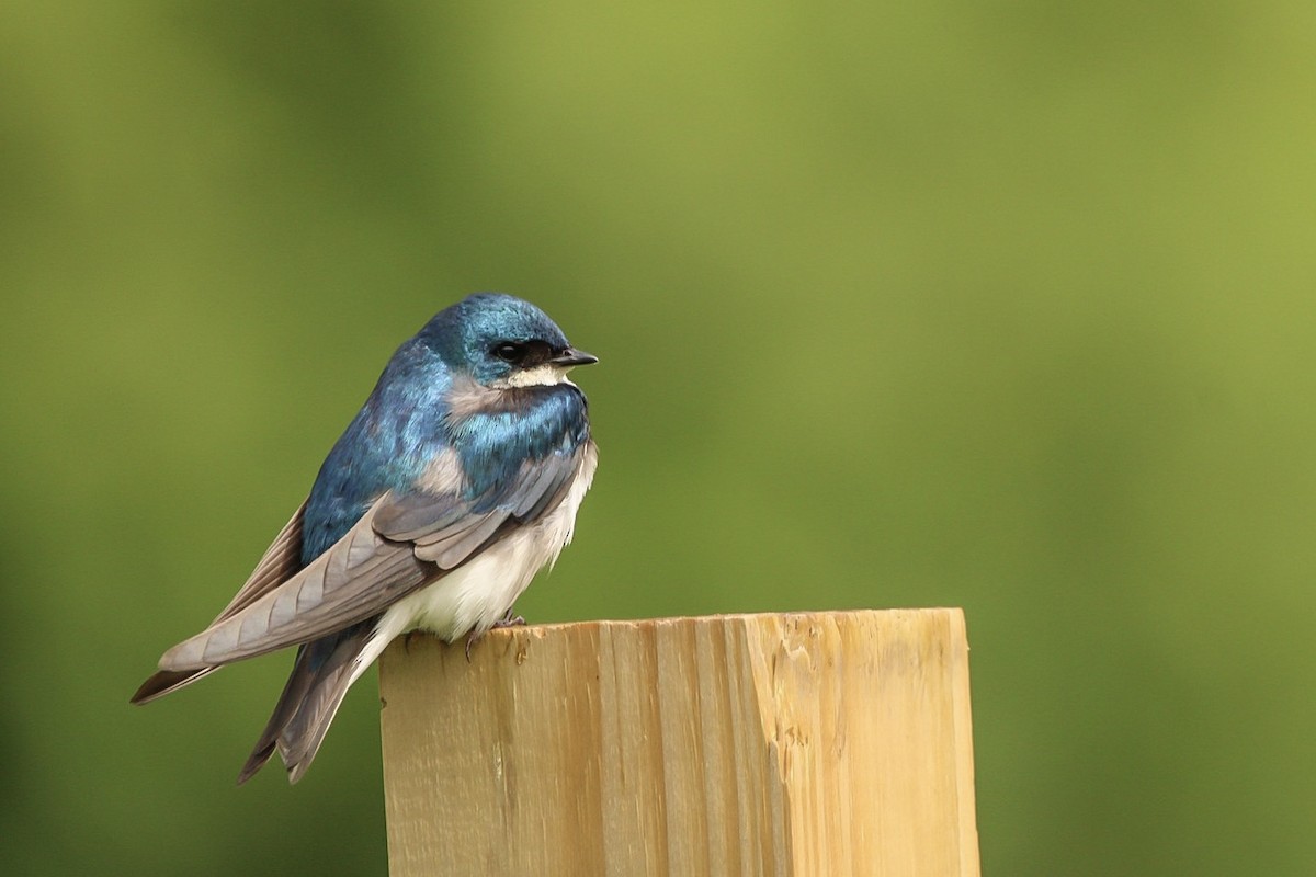 Tree Swallow - Cailyn Buchanan