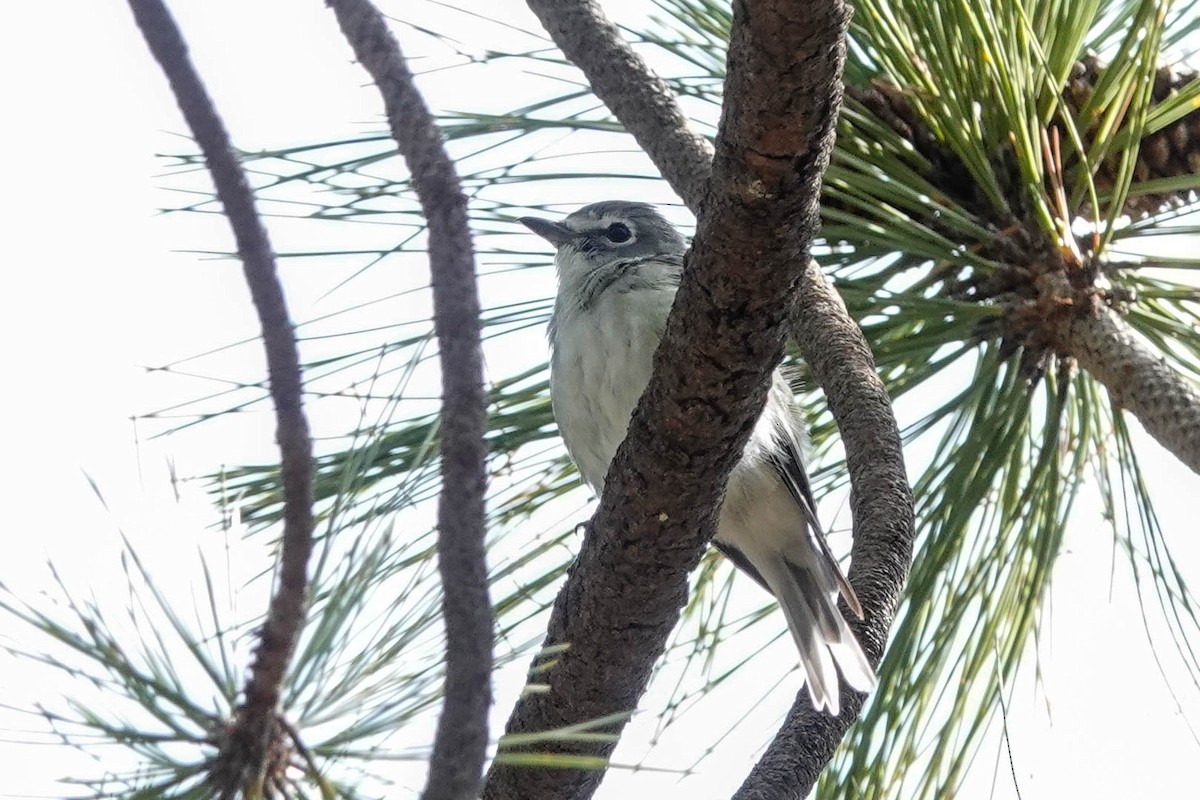 Plumbeous Vireo - Kathy Doddridge