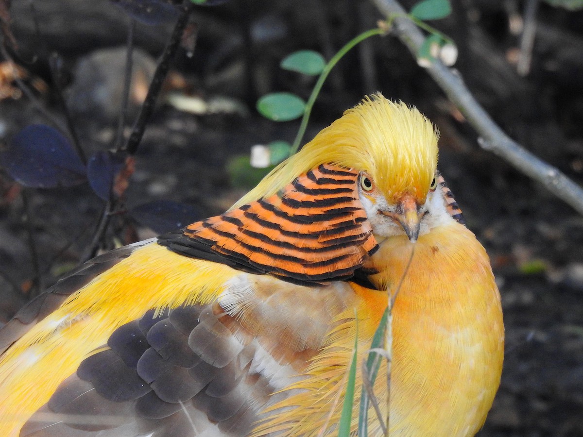 Golden Pheasant - ML474135121