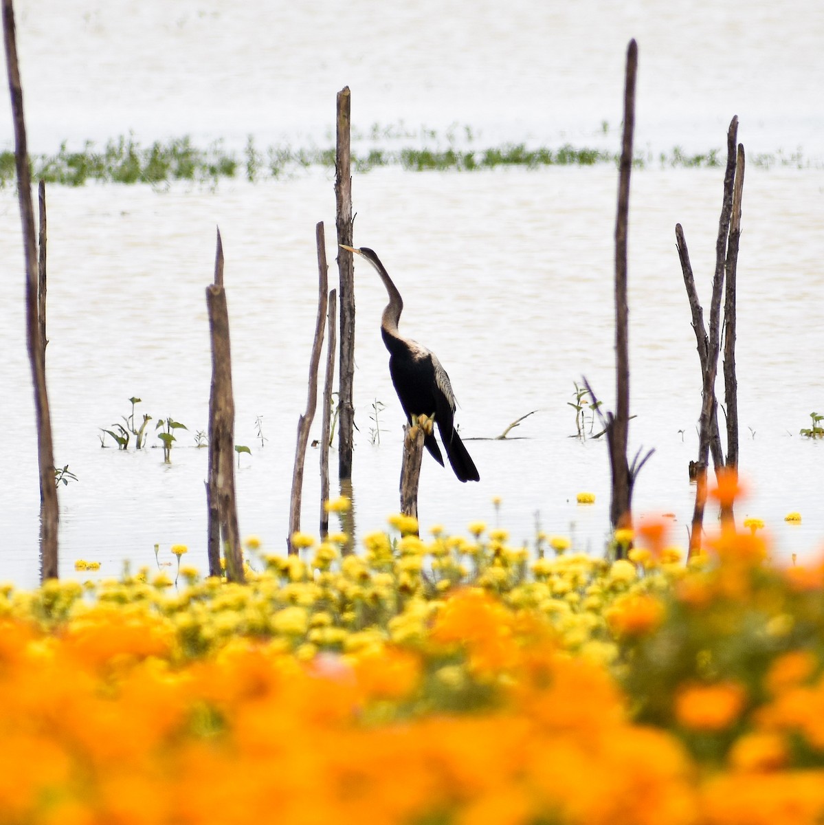 Oriental Darter - ML474135151