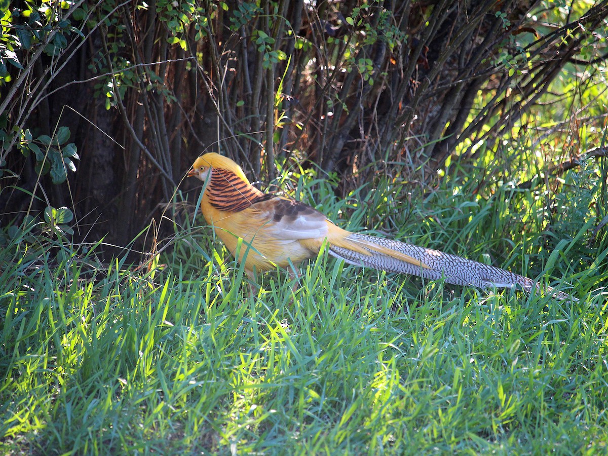 Golden Pheasant - ML474135261