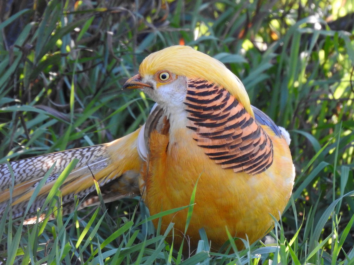 Golden Pheasant - ML474135401