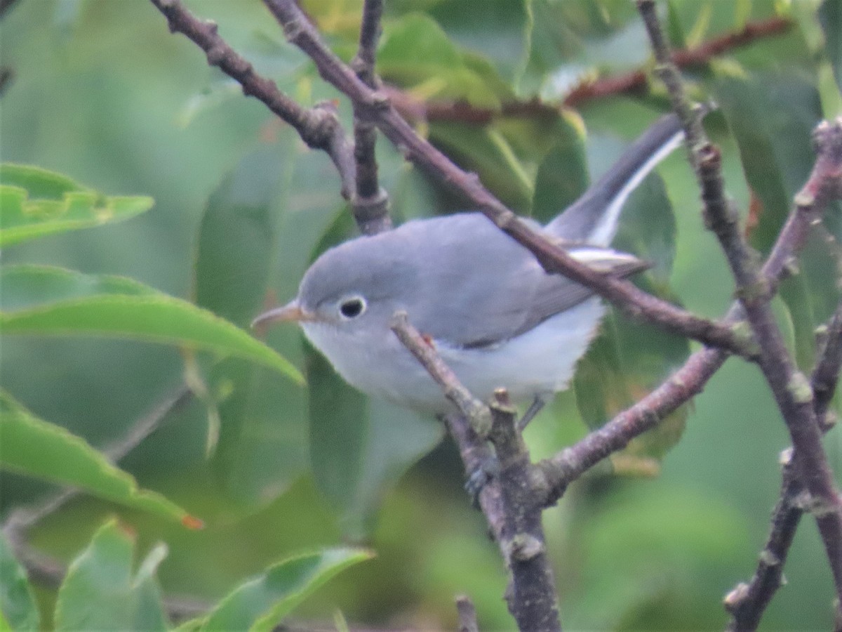 Blue-gray Gnatcatcher - ML474137541