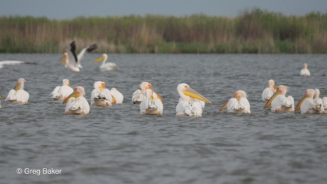 pelikán bílý - ML474137671