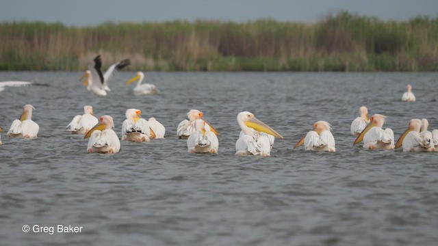 Great White Pelican - ML474137671