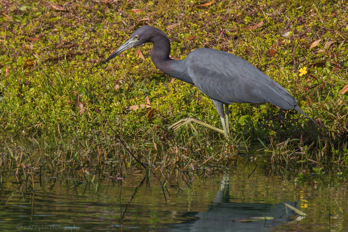 Little Blue Heron - ML47413831