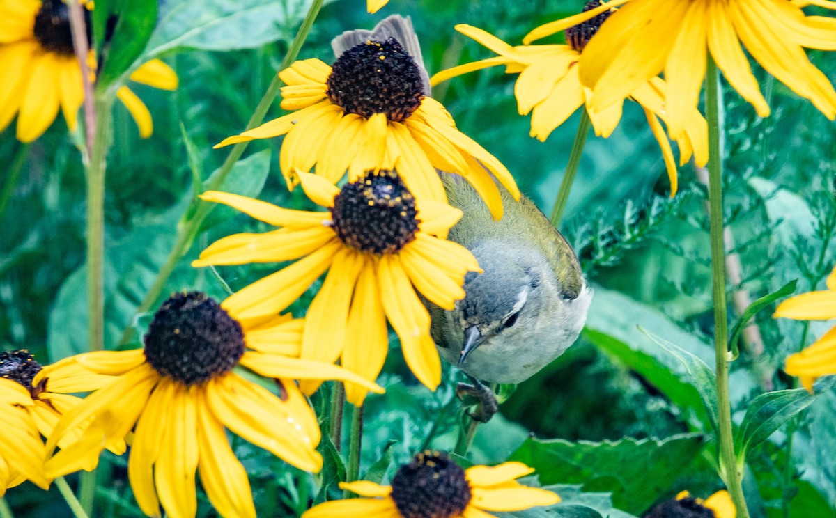 Tennessee Warbler - Gale VerHague