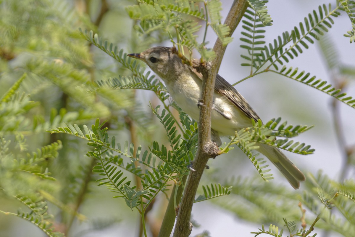 Warbling Vireo - Anonymous