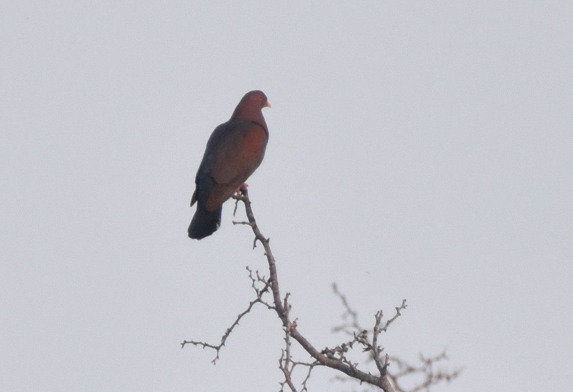 Red-billed Pigeon - ML474142341
