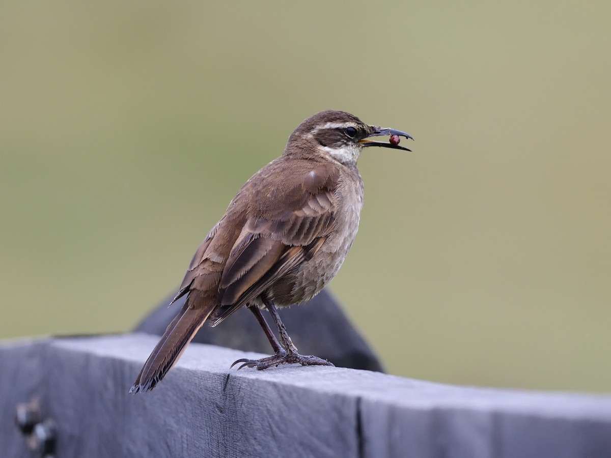 Stout-billed Cinclodes - ML474142661