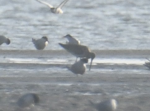 Bar-tailed Godwit (Siberian) - ML474145211