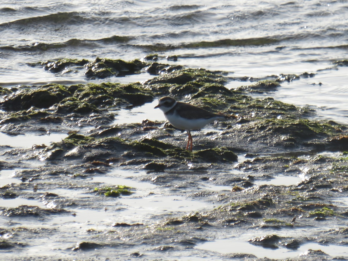 Semipalmated Plover - ML474145351