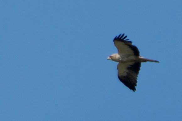 Águila Calzada - ML474145451