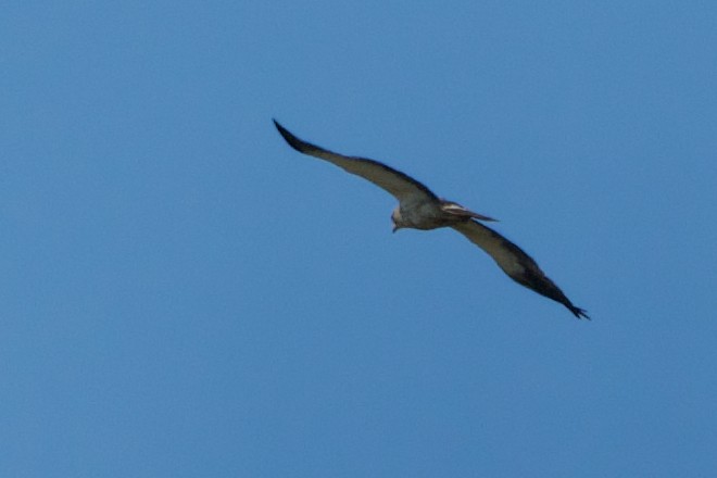 Águila Calzada - ML474145491