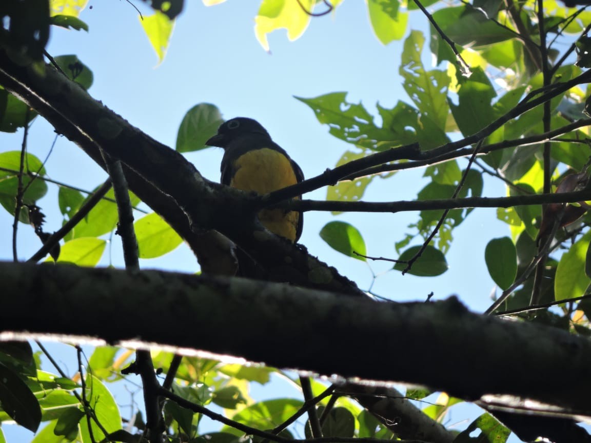 Black-headed Trogon - ML474146641