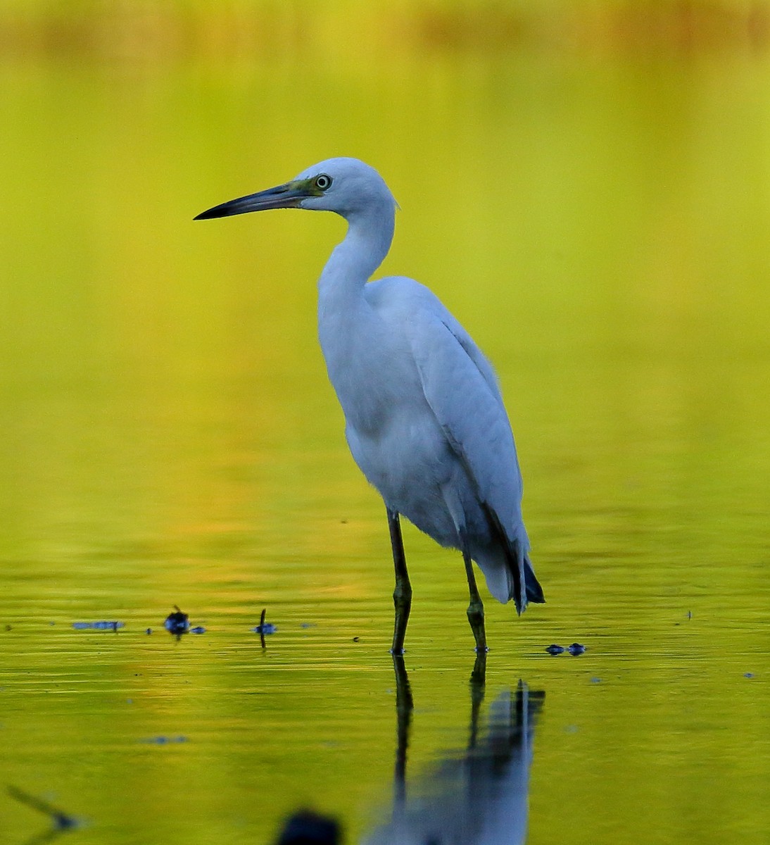 Little Blue Heron - ML474148421