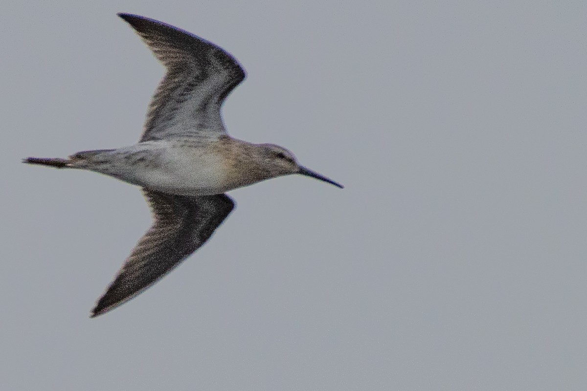 Stilt Sandpiper - Jeff Hullstrung