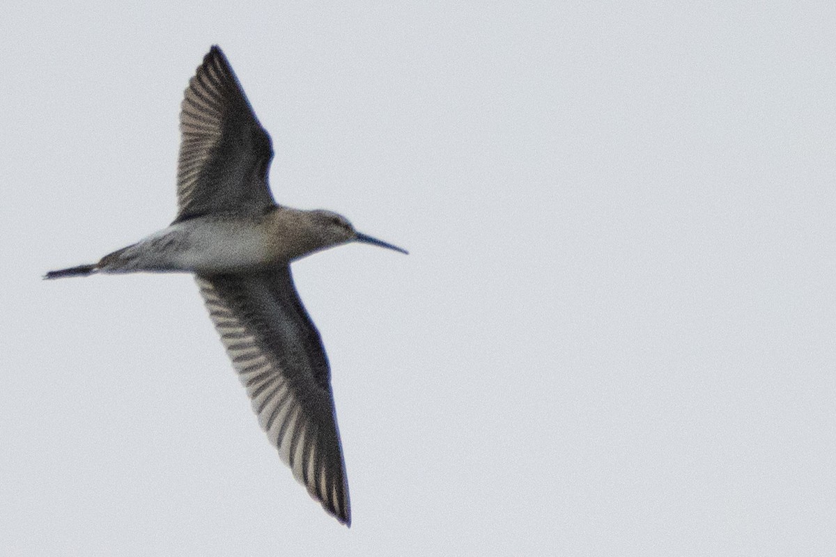 Stilt Sandpiper - Jeff Hullstrung