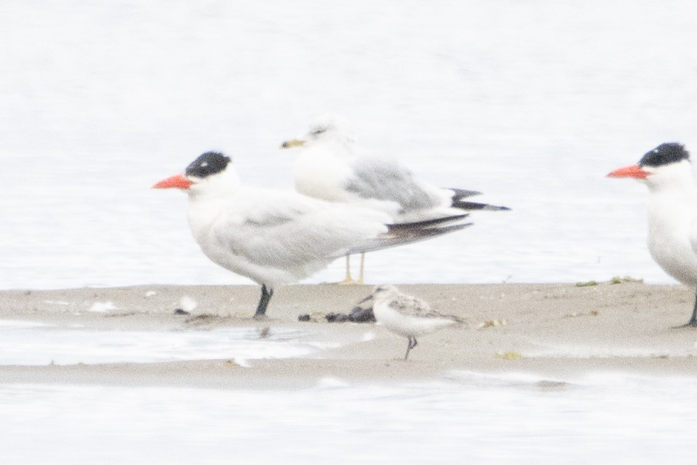 Sanderling - ML474152161