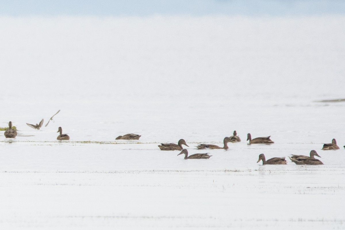 Mallard - Jeff Hullstrung