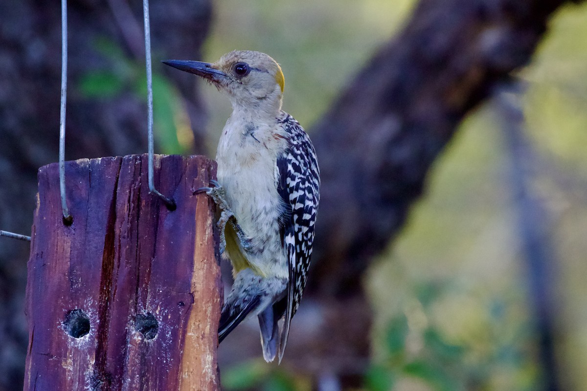 Golden-fronted Woodpecker - ML474153121