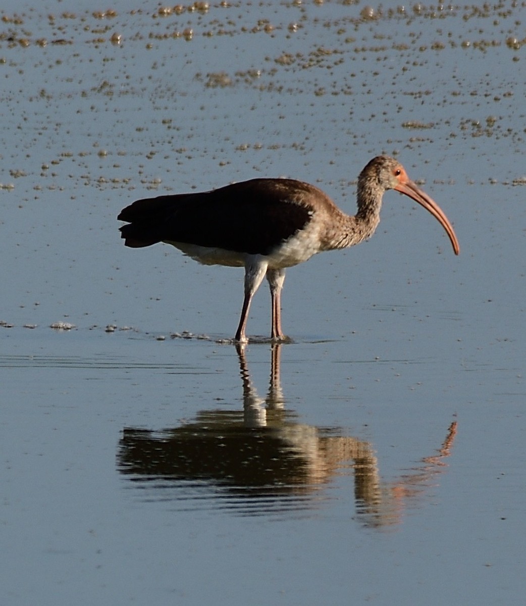 White Ibis - ML474154791