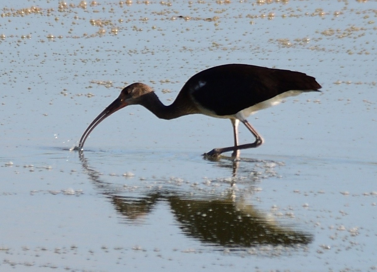 White Ibis - ML474154821