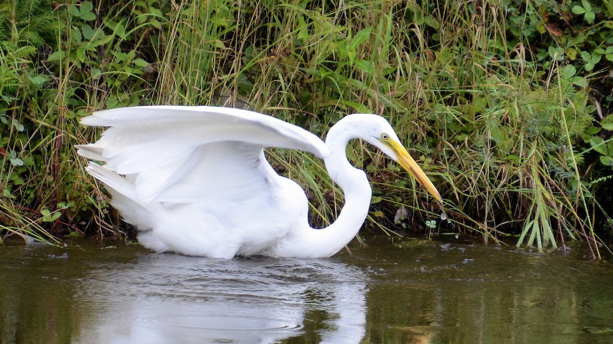 Great Egret - ML474154911