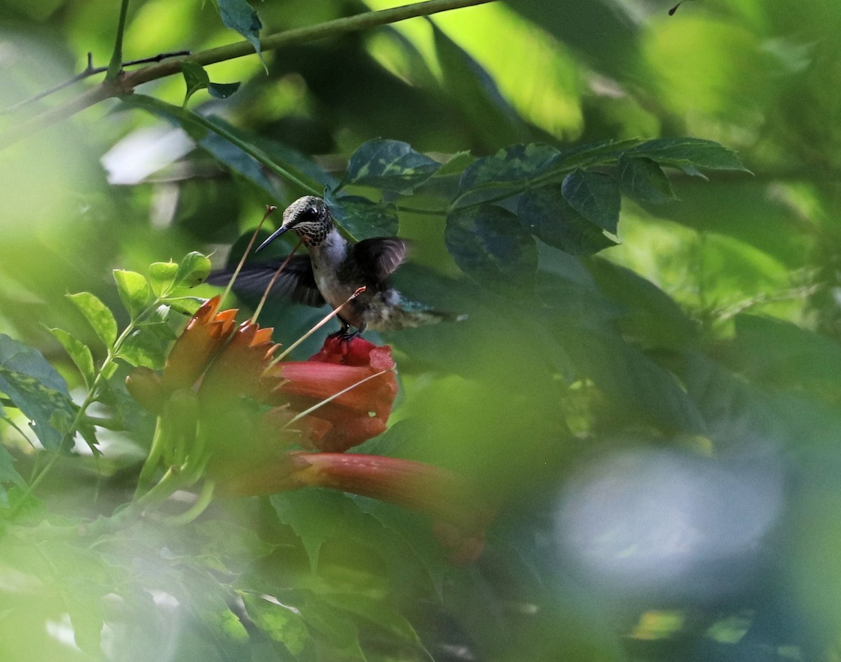 Ruby-throated Hummingbird - DICK GRUBB