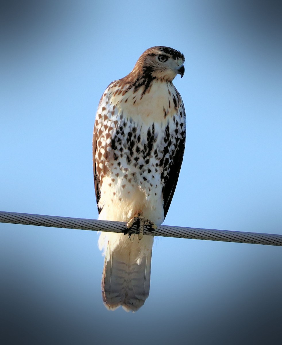 Red-tailed Hawk - ML474155861
