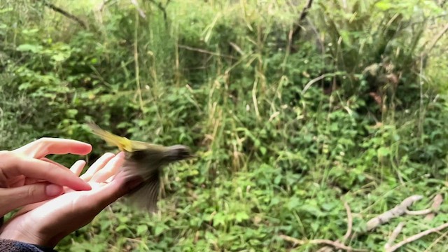 MacGillivray's Warbler - ML474156691