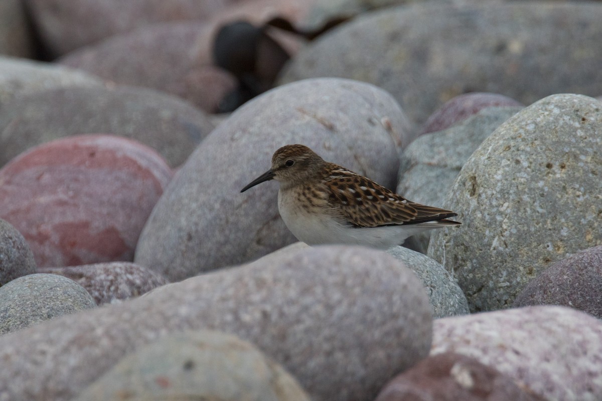 Least Sandpiper - ML474158551