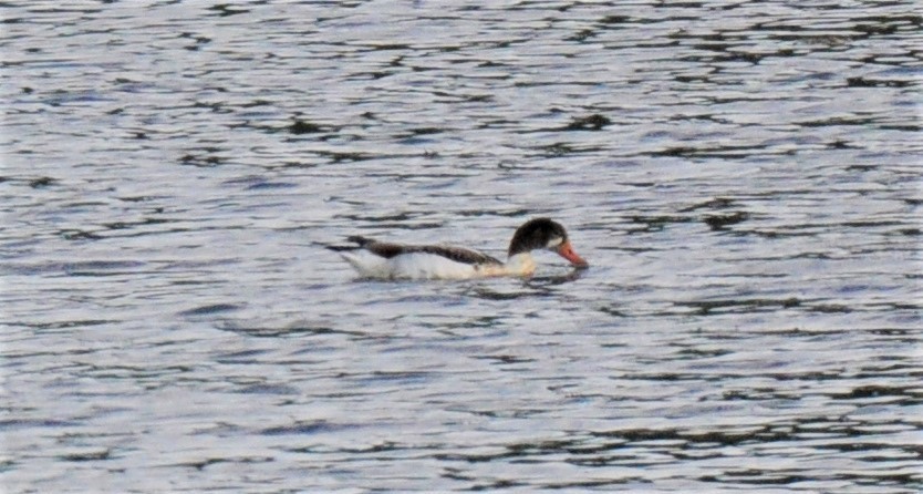 Common Shelduck - ML474159181