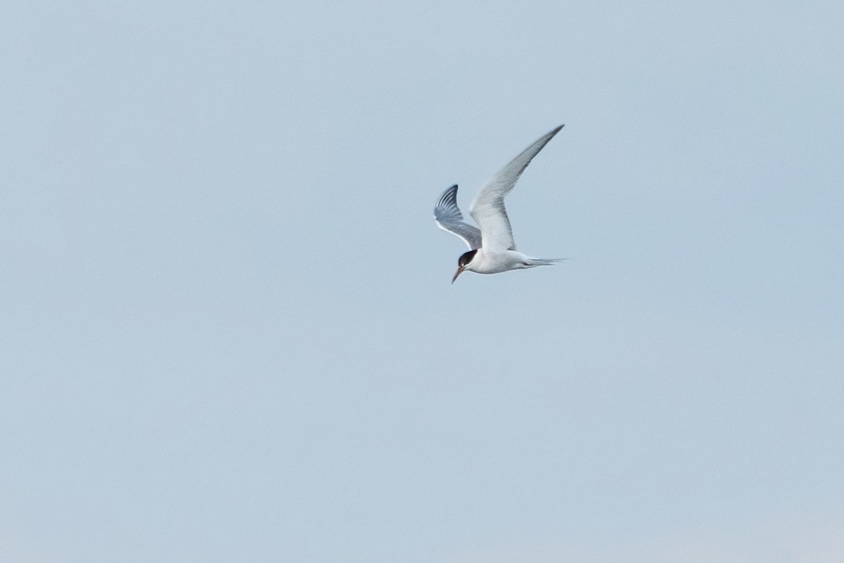 Common Tern - ML474160771