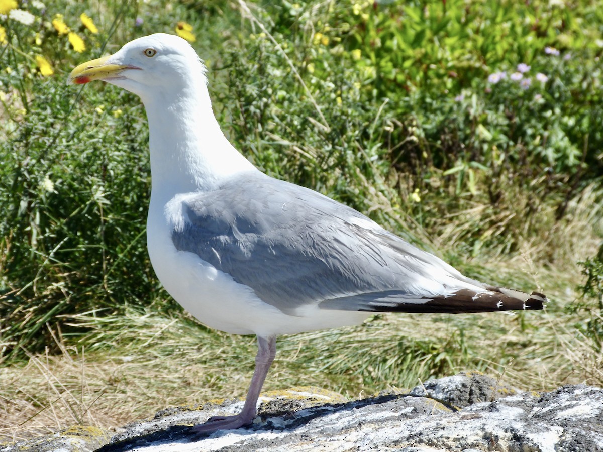 American Herring Gull - ML474163811