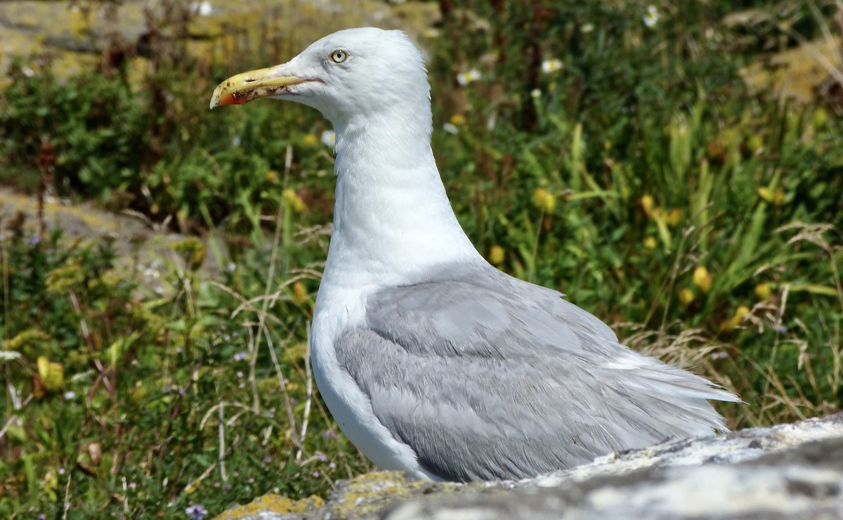 American Herring Gull - ML474164061