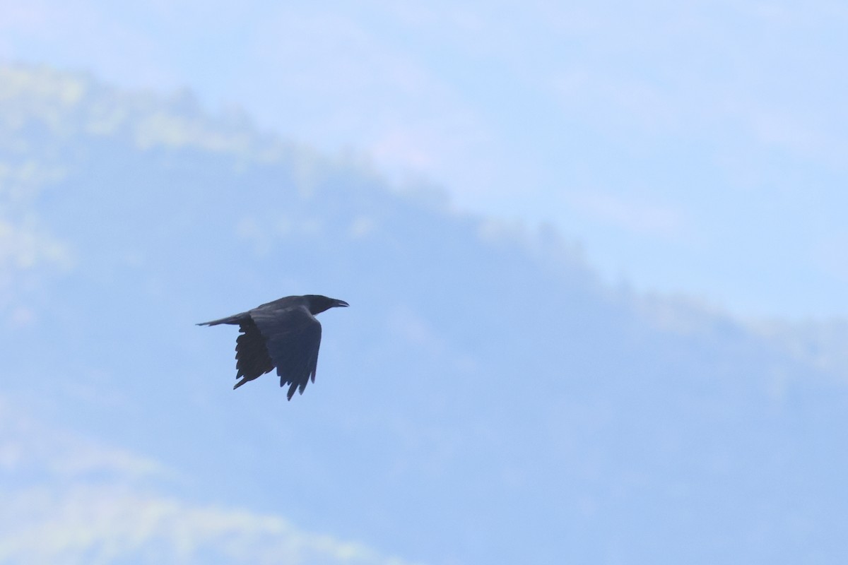 Common Raven - ML474165461