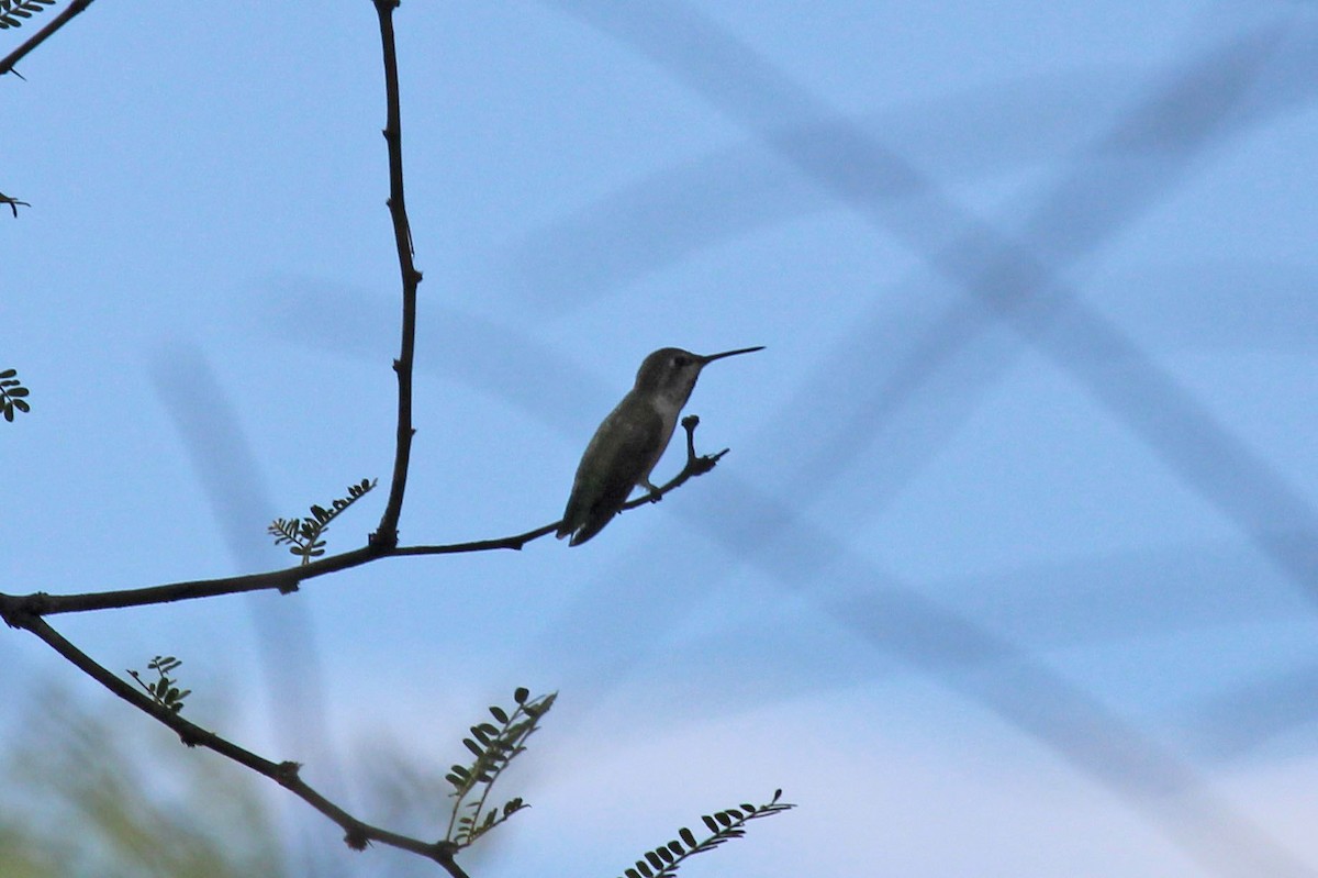 Anna's Hummingbird - Kathryn Dick