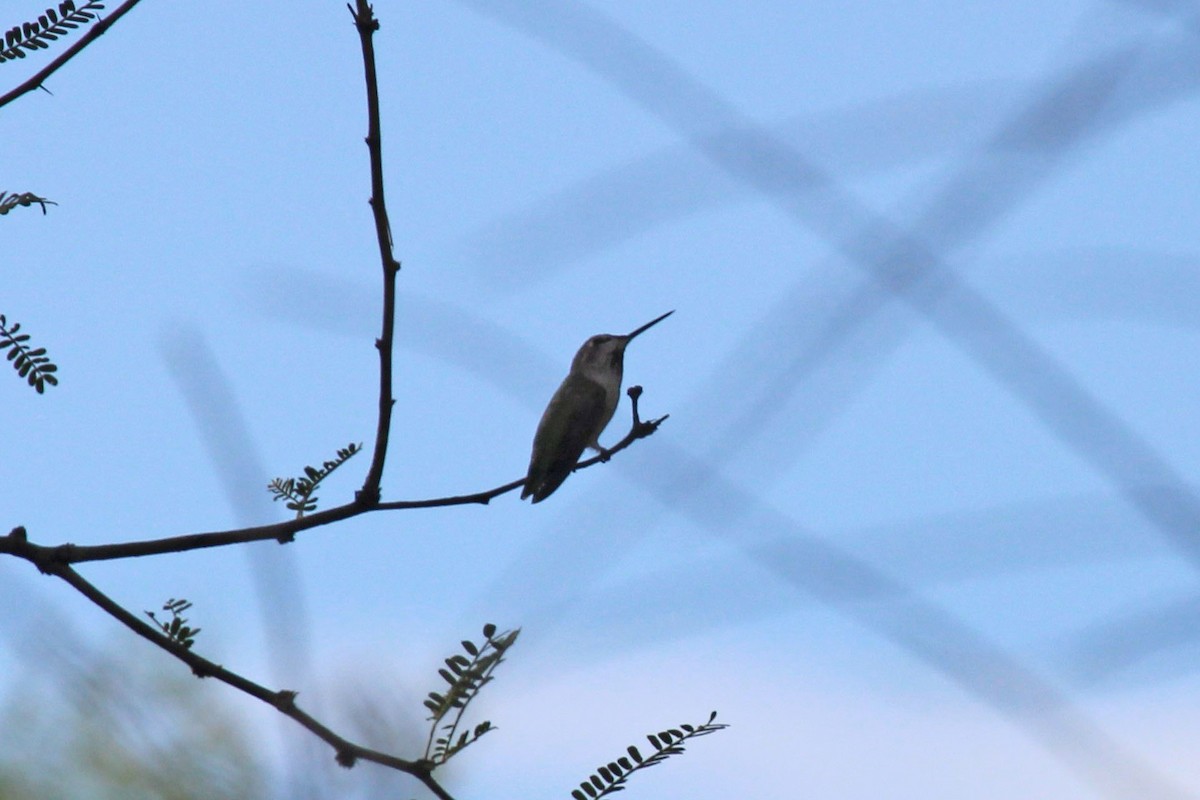 Anna's Hummingbird - Kathryn Dick