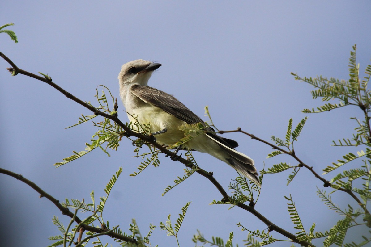 Western Kingbird - ML474167861