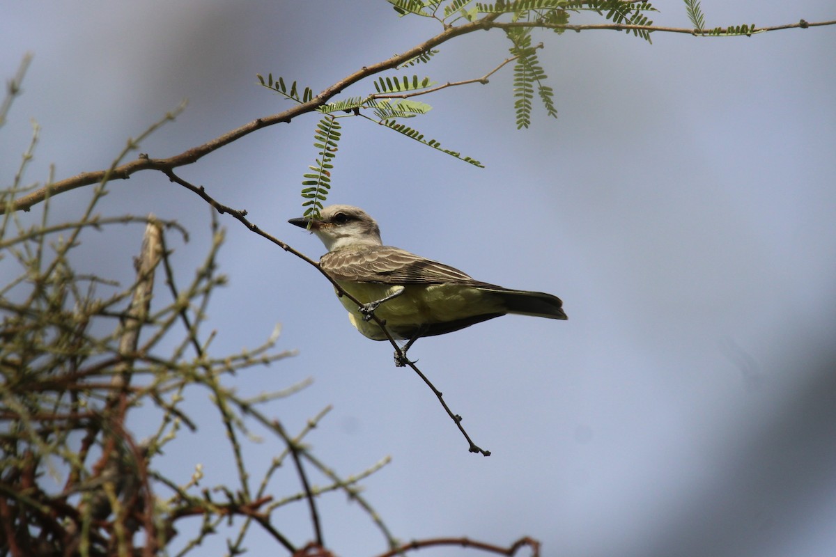 Western Kingbird - Kathryn Dick