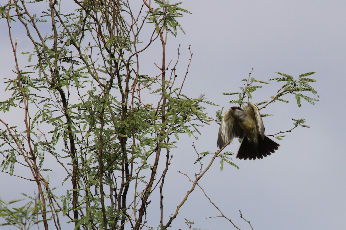 Western Kingbird - ML474167921