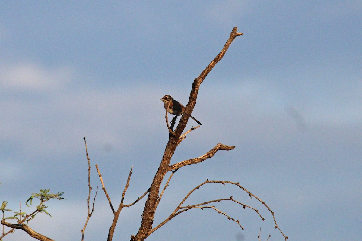 Black-throated Sparrow - Kathryn Dick